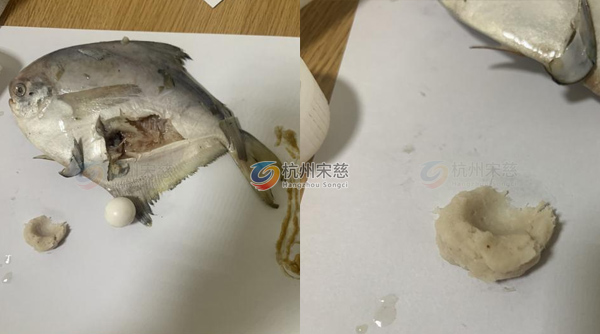 杭州宋慈冷凍研磨儀研磨鳊魚魚肉：高效處理助力后續實驗?